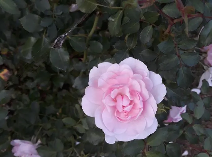 Lejlighed Goscinne Thank Life, 1 Feel Good